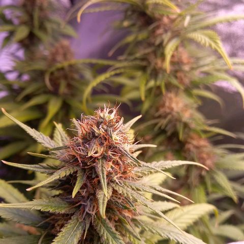 Purple Bud growlog timeline photo