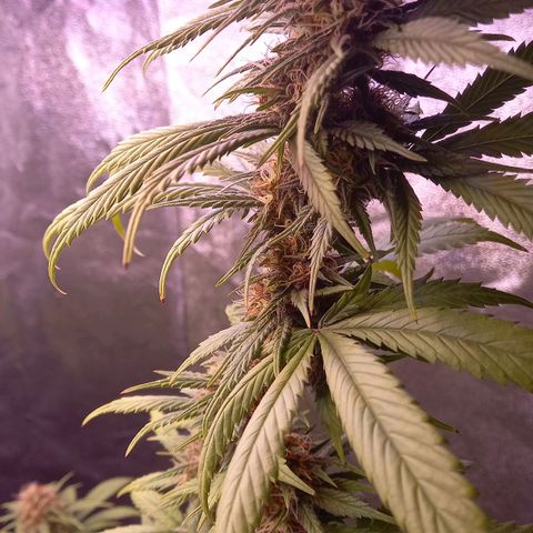 Purple Bud growlog timeline photo