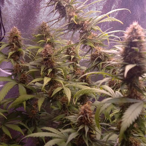 Purple Bud growlog timeline photo