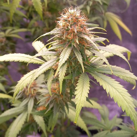 Purple Bud growlog timeline photo
