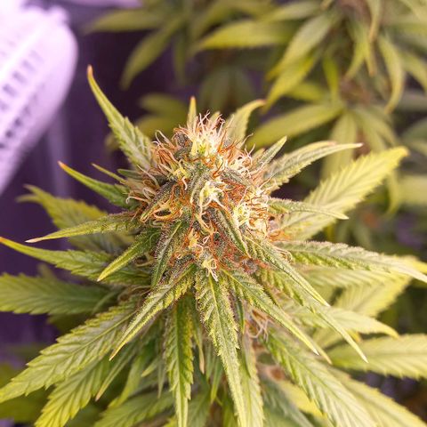 Purple Bud growlog timeline photo