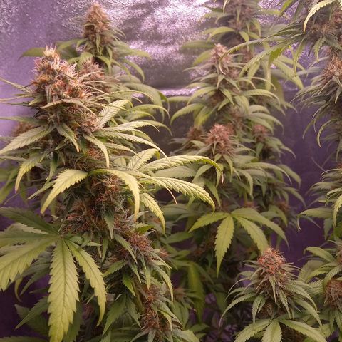 Purple Bud growlog timeline photo