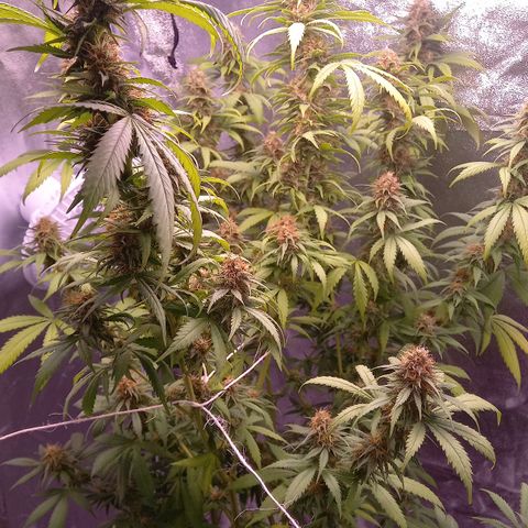 Purple Bud growlog timeline photo