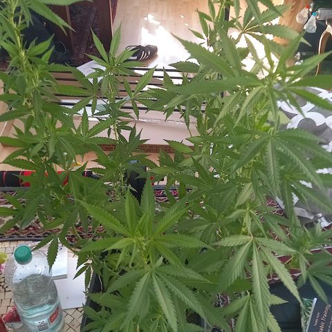 Purple Bud growlog timeline photo