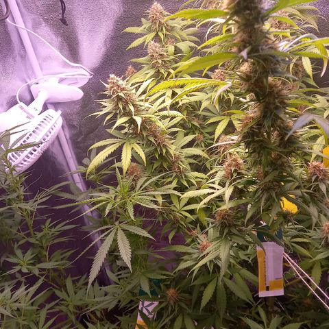 Purple Bud growlog timeline photo