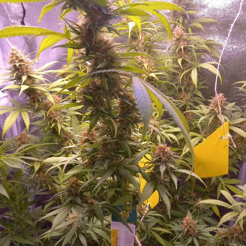 Purple Bud growlog timeline photo