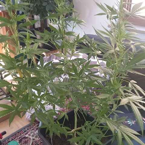 Purple Bud growlog timeline photo
