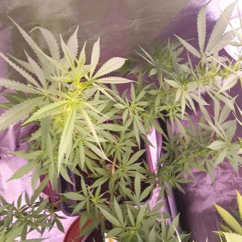 Purple Bud growlog timeline photo