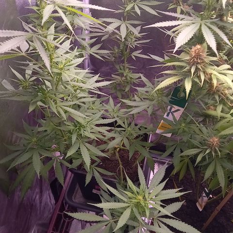 Purple Bud growlog timeline photo