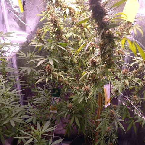 Purple Bud growlog timeline photo