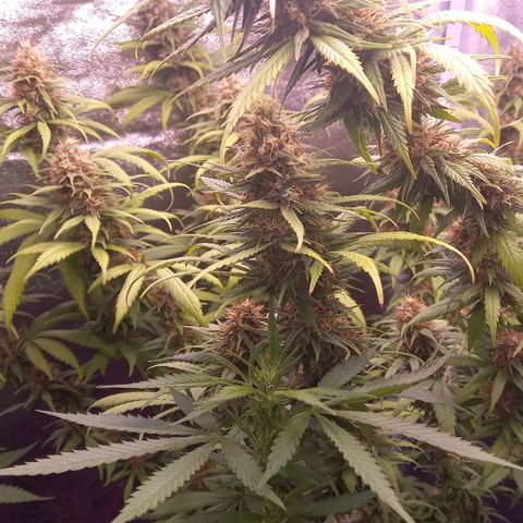 Purple Bud growlog timeline photo