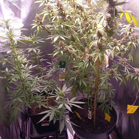Purple Bud growlog timeline photo