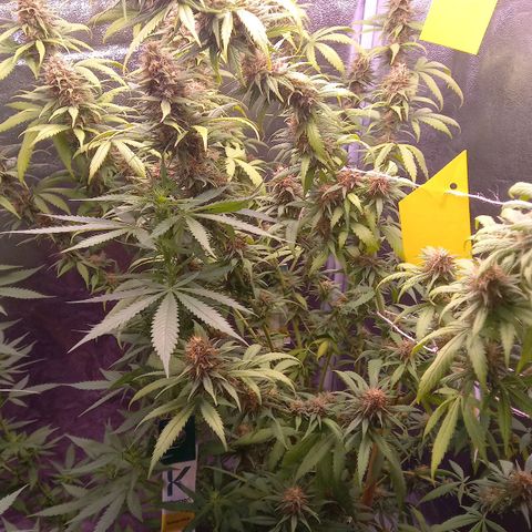 Purple Bud growlog timeline photo