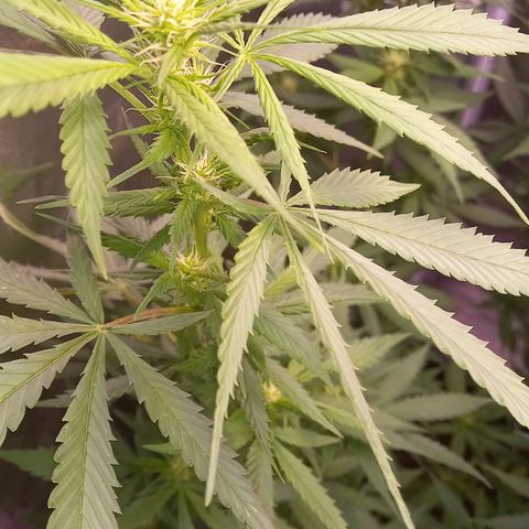 Purple Bud growlog photo: Klon 1