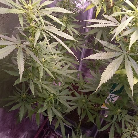 Purple Bud growlog photo: Klon 1
