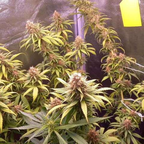 Purple Bud growlog timeline photo