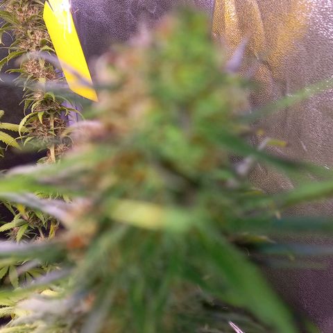 Purple Bud growlog timeline photo