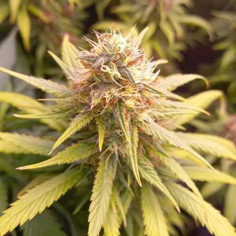 Purple Bud growlog timeline photo