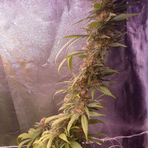 Purple Bud growlog timeline photo