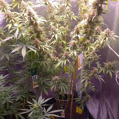 Purple Bud growlog timeline photo