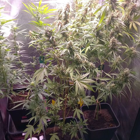 Purple Bud growlog timeline photo
