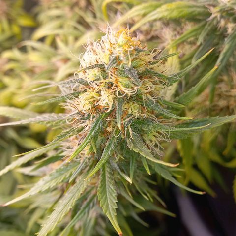 Purple Bud growlog timeline photo