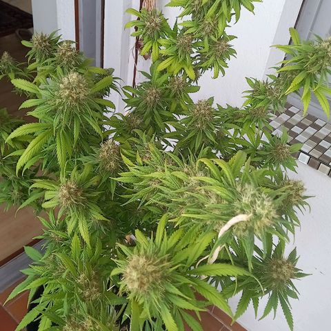 Purple Bud growlog timeline photo