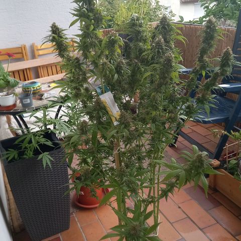 Purple Bud growlog timeline photo