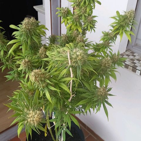 Purple Bud growlog timeline photo
