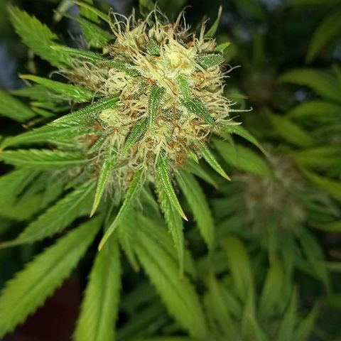 Purple Bud growlog timeline photo