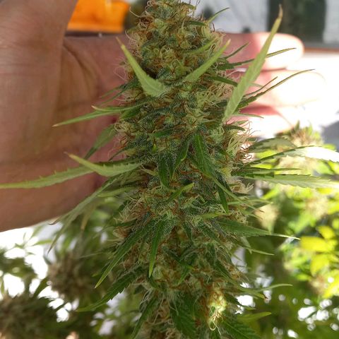 Purple Bud growlog timeline photo