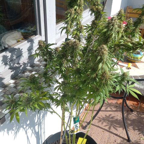 Purple Bud growlog timeline photo