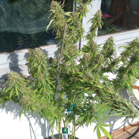 Purple Bud growlog timeline photo