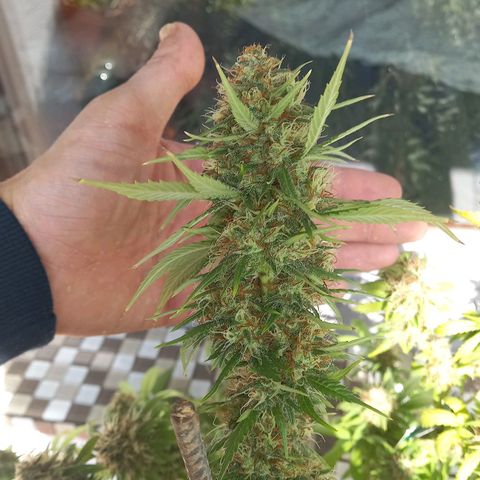 Purple Bud growlog timeline photo