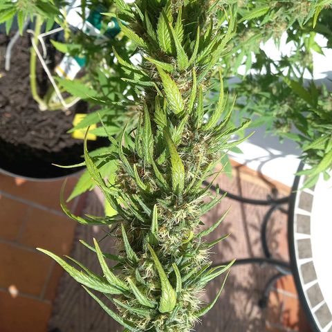 Purple Bud growlog timeline photo