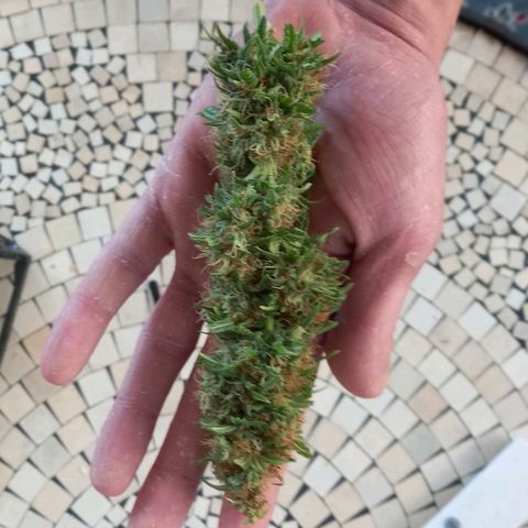 Purple Bud growlog photo: Bud entfernt, da spitze leicht verbrannt. Nass Gewicht 20 gramm. Restliche ernte nächste woche