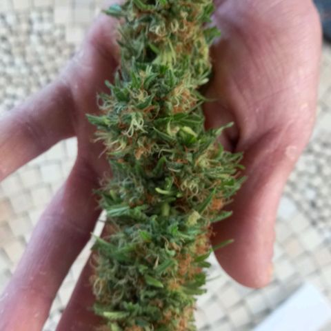 Purple Bud growlog photo: Bud entfernt, da spitze leicht verbrannt. Nass Gewicht 20 gramm. Restliche ernte nächste woche