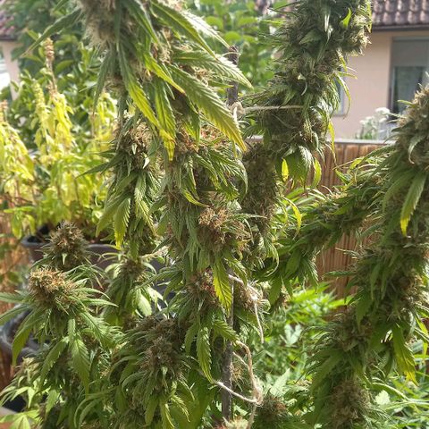 Purple Bud growlog timeline photo