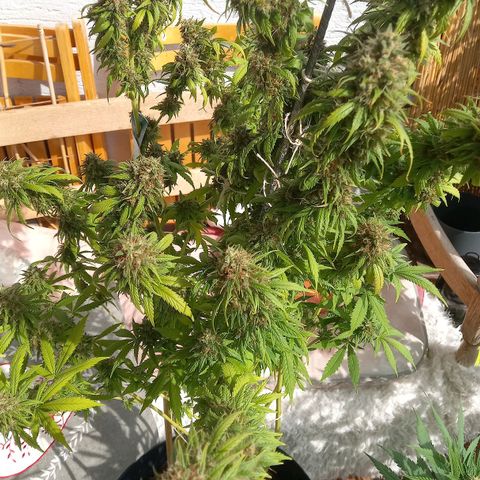 Purple Bud growlog timeline photo