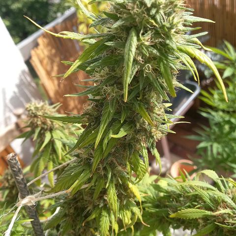 Purple Bud growlog timeline photo