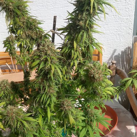 Purple Bud growlog timeline photo