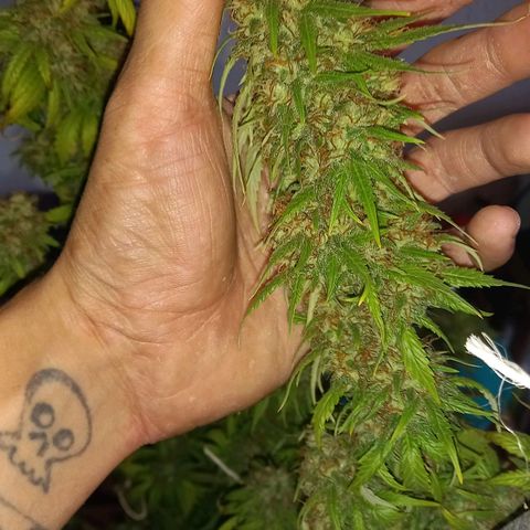 Purple Bud growlog timeline photo