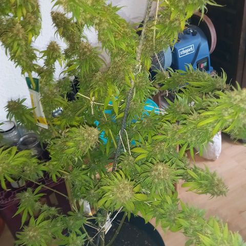 Purple Bud growlog timeline photo