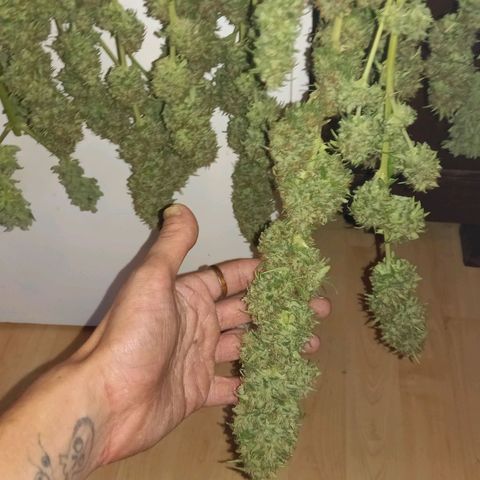 Purple Bud growlog timeline photo