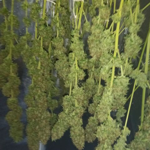 Purple Bud growlog timeline photo