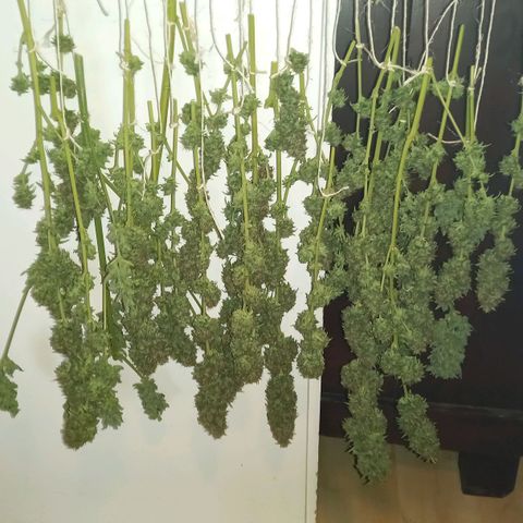Purple Bud growlog timeline photo