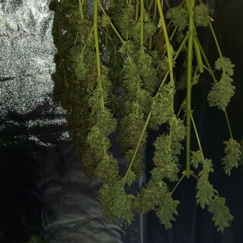 Purple Bud growlog timeline photo