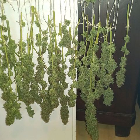 Purple Bud growlog timeline photo