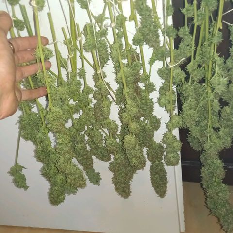 Purple Bud growlog timeline photo