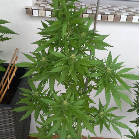 Purple Bud growlog photo: Klon 1 swazzing, Klon 2 ohne training